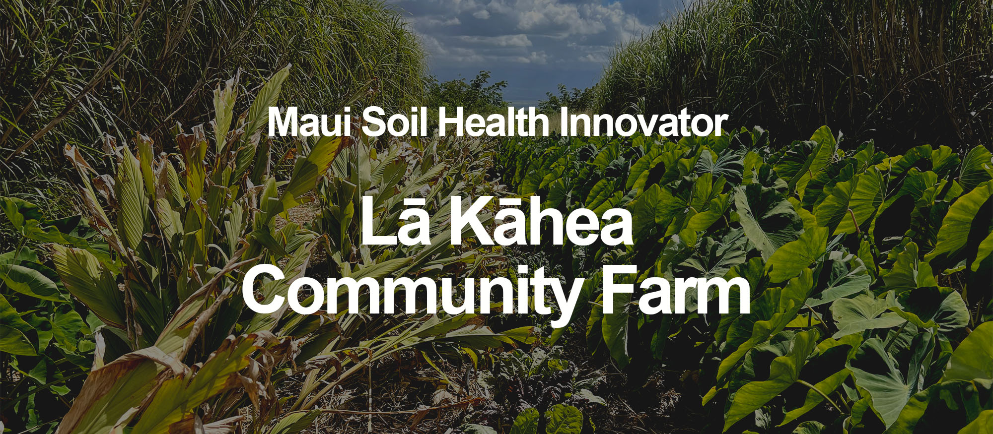 Soil Health Innovator Cover 1